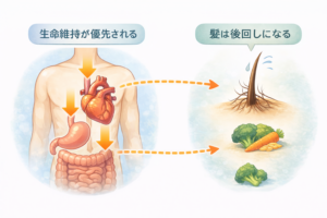 急激なダイエットで栄養が内臓に優先され髪が後回しになる仕組みを示した図解 